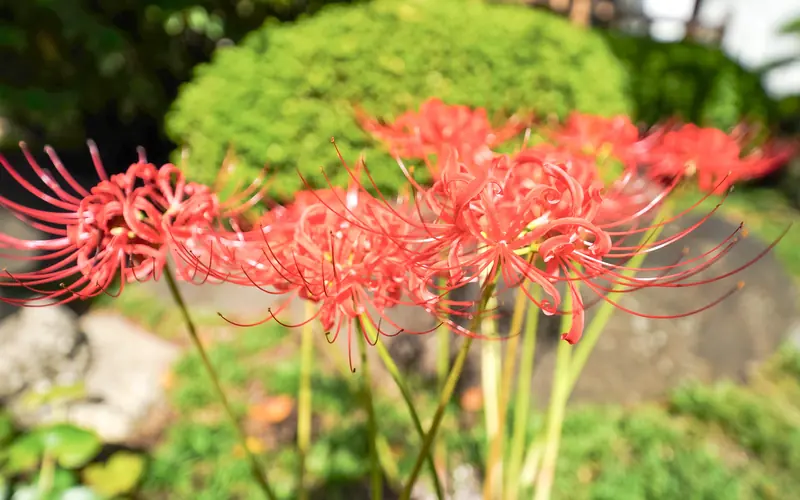 上妙寺慈恩堂の境内の彼岸花(接写)