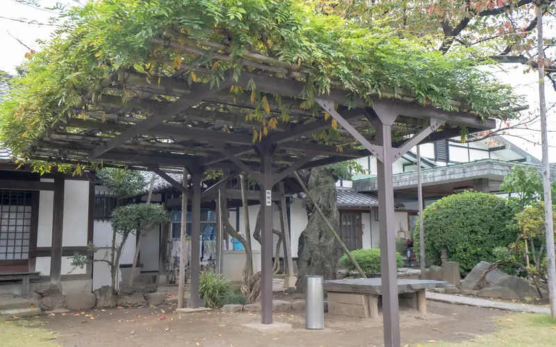善応寺会館の境内の藤棚