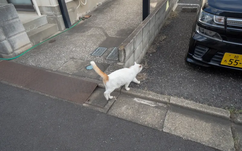善福院密厳堂会館の路上の猫